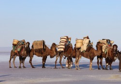A camel caravan on the edge of Salt Lake