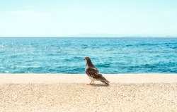 Pidgeon Standing looking at Beautiful Seascape