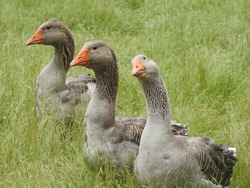 Three Toulouse geese domesticated French breed, closeup of three gray waterfowls in profile, one looking at camera, tilting its head. Lush green grass background. Rural southwestern France, Occitanie