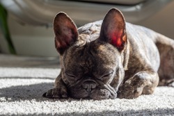 A brindle french bulldog sleeping laying on carpet inside sun bathing with the sun streaks through the window very relaxed and calm.