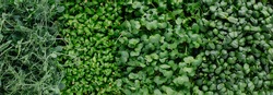 Different types of microgreens close-up top view. Seed sprouts are green. Eco vegan healthy lifestyle bio banner. Green natural background texture. Vitamins Amino Acids Benefits Of Organic Superfood.