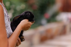 A woman holds a cute rabbit in her arms. Little frightened bunny. Breeding rabbits farming. Fluffy eared pet best friend. Veterinary medicine of mammals. Black Hare. animal care
