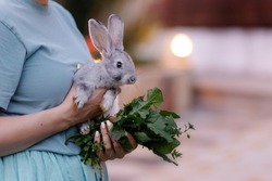 A woman holds a cute rabbit in her arms. Little frightened bunny. Breeding rabbits farming. Fluffy eared pet best friend. Veterinary medicine of mammals. Gray Hare. animal care