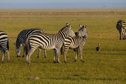 skirmishing zebras on the savannah