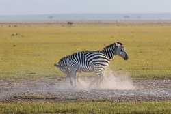 skirmishing zebras on the savannah