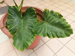 Heart shaped variegated leaves of Elephant Ears or Variegated Alocasia, rare tropical foliage plant in a big vase.