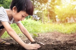 Little child were planting seedling on soil. Asian boy planting young tree.