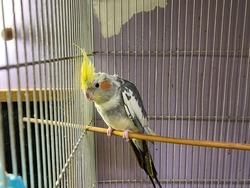 Yellow cocktail parrot inside a small cage