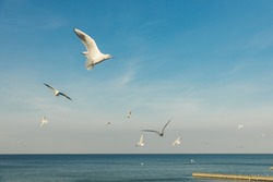 Seagull with spread wings flying against a blue sky