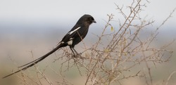 Long-Tailed Widow Bird looking for insects to eat
