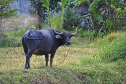 Black female buffalo eating food in Thai countryside farm with bird on her back 