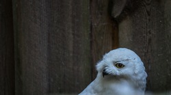 The snowy owl (Latin: Bubo scandiacus) is a large, white owl of the true owl family. Bird like Hedwig from Harry Potter series. Estonia, North Europe.