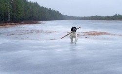 Giant white and black Landseer on slippery ice. Happy dog carries huge wooden log between her jaws. December day in marshland. Konnu-Suursoo and Korvemaa nature reserve in Estonia.