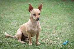 A small mixed-breed beige terrier-type dog poses with his rubber bone on the green grass.