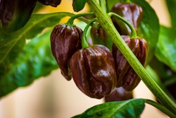 Group of chocolate habanero peppers (Capsicum chinense) on a habanero plant. Chocolate brown hot chili peppers. Tasty paprika, one of the hottest pepper on the world.