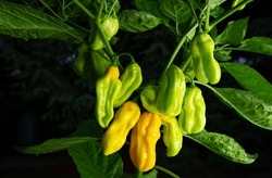 7 Pot Chaguanas Yellow hot chili pepper. Ripe orange and yellow peppers on the plant. Dark background.