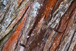 Embossed and textured tree bark with red and green hues; diagonal giudelines