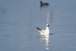 Slender-billed Gull (Chroicocephalus genei) swimming in lake