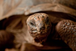 
Close-up of a turtle's head. Big turtle close up, macro