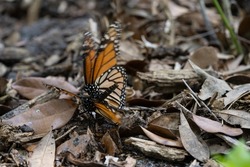 Monarch butterfly on the ground.