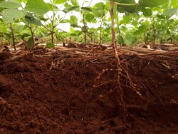 development of soybean root
