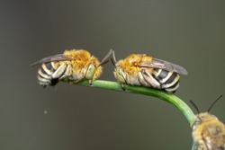 Group of blue banded bees sitting on a green plant with their fangs and pointy antennas