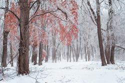 Beautiful winter forest after heavy first snow