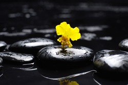 therapy stones with yellow orchid on pebble