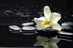White orchid flower with stone reflection