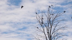 Migratory birds.
Ravens fly and sit over leafless trees.
Birds meet before migrating.
Bird migration, animals in the city.
crows gathering.
Flock of crows. 
Birds group.
Crow crowd, animal migration