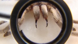 Tarantula as a pet.
Exotic veterinarian examines a spider fangs, vet. Biologist.
female of tarantula in threatening position.
Arthropods, invertebrates.
insect, bug, animal, wildlife, wild nature