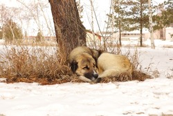 Homeless dog sleeping under tree surrounded by snow
