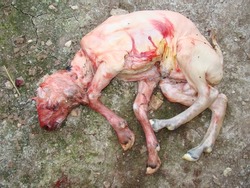 Dead lamb in barn.
Aborted fetus because of Pasteurella bacterial in the sheep.
Zoonotic disease, bacteria zoonosis, animal diseases.
Veterinary medicine, veterinarian, vet.
Pathology.
animal diseases