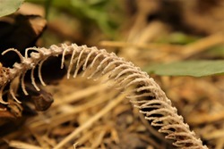 Snake skeleton detail, ribs.
Dead blind snake in woods.
Exotic reptiles.
It's called an Anatolian, Turkish Worm Lizard, worm snake (Blanus strauchi) Non venomous.
Dead animal.
Wild nature, wildlife