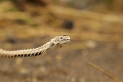Snake skeleton detail, Skull, spine.
Dead blind snake in woods.
Exotic reptiles.
It's called an Anatolian, Turkish Worm Lizard, worm snake (Blanus strauchi) Non venomous.
Dead animal.
Wild nature