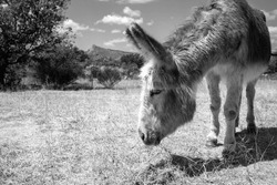 The woolly donkey feeds on dry straw in Madrid. At this time, the drought hinders the food supply of these precious animals in danger of extinction.