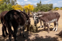 Donkeys eat straw. In summer the temperatures are high in Spain, and it is important that these animals can rest in the shade.