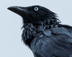 Portrait of a black crow