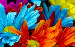 colorful beautiful flowers 