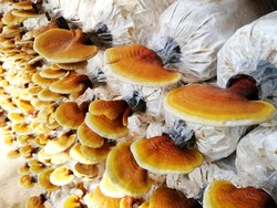 Golden yellow Lingzhi mushroom, Reishi mushroom in mushroom farm.