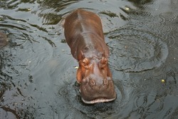 Hippo is floating in the water.
