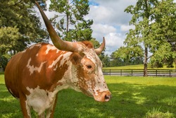 Brown and white miniature Texas longhorn cow head and horns in field 