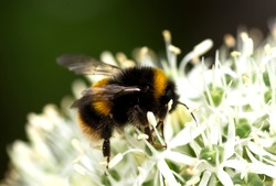 A White-tailed Bumble-Bee worker feeds on an allium flower. Still the commonest and most widespread of the Bumble-Bees in UK the males have longer antennae