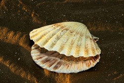 The Great Scallop shell is the ideal example of a powerful free-swimming bivalve. Overfished in many areas these molluscs prefer sandy seabeds