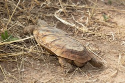 The rare Pancake Tortoise is endemic to granite outcrops in East Africa. Their flexible carapace enables they to squeeze into crevasses in the rock to shelter from predators