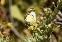 The Common White is one of the most common and widespread butterflies in East Africa. This one is attracted to the flowers of a Capparis bush and drinks the pollen. They also lay their eggs on them