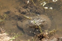 The Serrated Hinged Terrapin is found along all the major watercourses in East Africa, but is absent from Lake Victoria. The serrations along the rear of the carapace are diagnostic