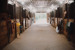 Inside the bright and clean stables of an equestrian farm with horses poking their heads out of the stalls.
