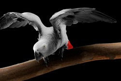 Psittacus erithacus African grey parrot Congo grey parrot