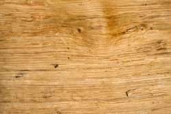 Isolated wood texture of oak close-up. Raw wood background. Copy space.